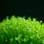 Microgreens Lab Kit