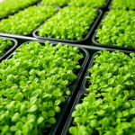 Microgreens Lab Kit