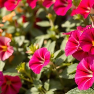How to Grow Petunia (Petunia × hybrida) in Egypt: A Complete Guide