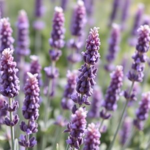 How to Grow Lavender in Egypt: A Complete Guide