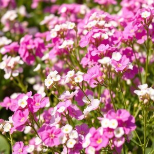 How to Grow Annual Baby's Breath (Gypsophila elegans) in Egypt: A Complete Guide