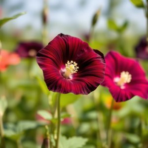 How to Grow Common Morning Glory (Ipomoea purpurea) in Egypt: A Complete Guide