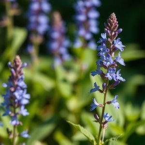 How to Grow Edging Lobelia / Trailing Lobelia (Lobelia erinus) in Egypt: A Complete Guide