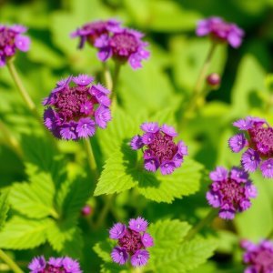 How to Grow Scarlet Bee Balm / Bergamot (Monarda didyma) in Egypt: A Complete Guide