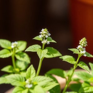 How to Grow Stevia (Stevia rebaudiana) in Egypt: A Complete Guide