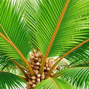 How to Grow Royal Palm / Cuban Royal Palm (Roystonea regia) in Egypt: A Complete Guide