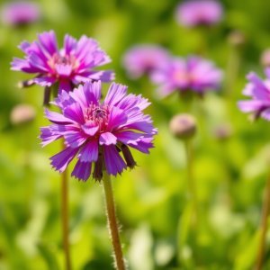 How to Grow Lacy Phacelia / Purple Tansy (Phacelia tanacetifolia) in Egypt: A Complete Guide