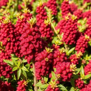 How to Grow Hopbush / Hopseed Bush (Dodonaea viscosa) in Egypt: A Complete Guide