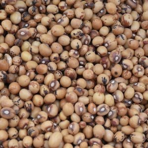 Where Do Your Rooftop Seeds Come From? A Guide to Trusted Local Seed Sources in Egypt