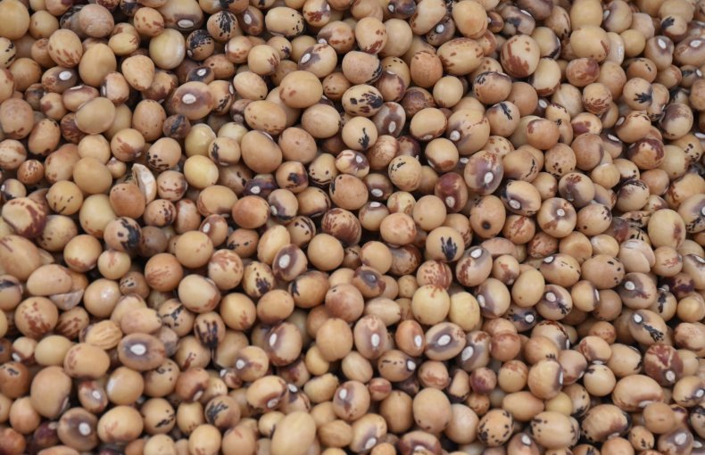 Where Do Your Rooftop Seeds Come From? A Guide to Trusted Local Seed Sources in Egypt