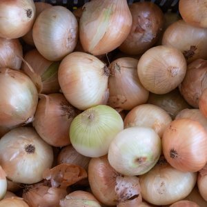 The Onion Cycle: How to Turn One Onion into a Full Harvest and Store It for Months