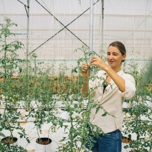 How to Grow Cherry Tomatoes
