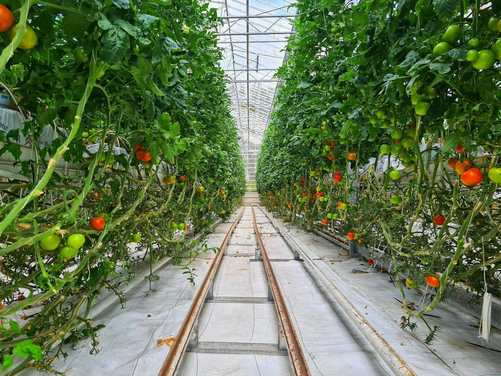 hydroponically grown cherry tomato plants