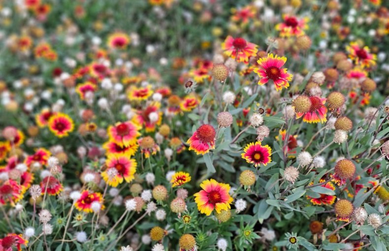 How to Grow Blanket Flower / Indian Blanket (Gaillardia pulchella) in Egypt: A Complete Guide