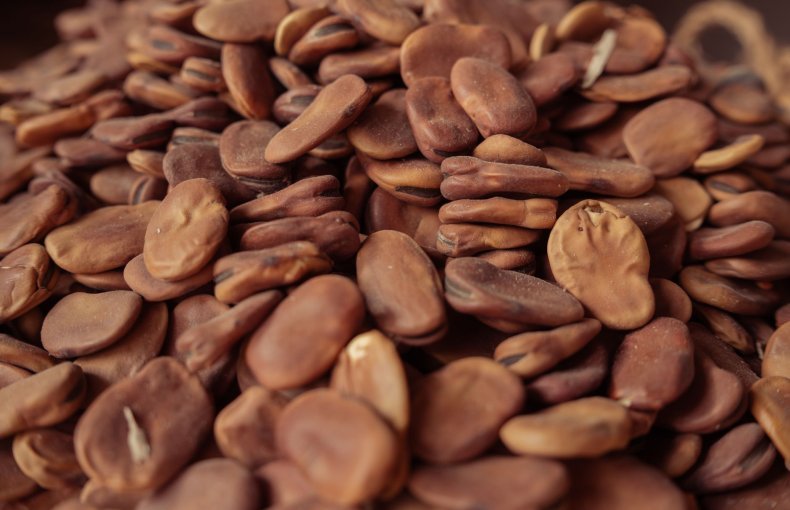 How to Grow Fava Bean / Broad Bean (Vicia faba) in Egypt: A Complete Guide