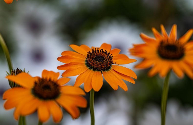 How to Grow African Daisy (Arctotis stoechadifolia) in Egypt: A Complete Guide