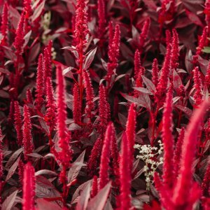 How to Grow Edible / Vegetable Amaranth (Amaranthus tricolor) in Egypt: A Complete Guide
