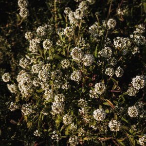 How to Grow Sweet Alyssum (Lobularia maritima) in Egypt: A Complete Guide