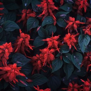 How to Grow Scarlet Sage / Red Salvia (Salvia splendens) in Egypt: A Complete Guide