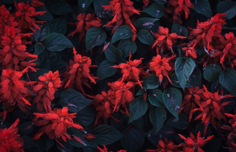 How to Grow Scarlet Sage / Red Salvia (Salvia splendens) in Egypt: A Complete Guide
