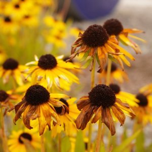 How to Grow Black-Eyed Susan (Rudbeckia hirta) in Egypt: A Complete Guide