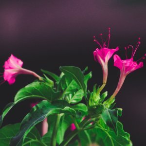 How to Grow Four O'Clock Flower / Marvel of Peru (Mirabilis jalapa) in Egypt: A Complete Guide