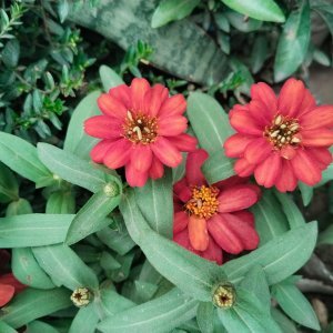 How to Grow Common Zinnia / Youth-and-old-age (Zinnia elegans) in Egypt: A Complete Guide