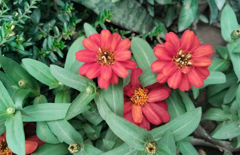 How to Grow Common Zinnia / Youth-and-old-age (Zinnia elegans) in Egypt: A Complete Guide