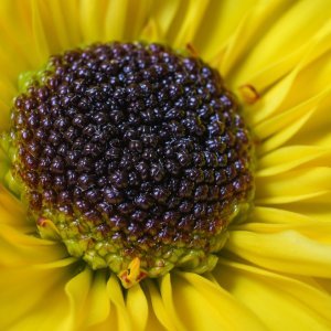 How to Grow Pot Marigold (Calendula officinalis) in Egypt: A Complete Guide
