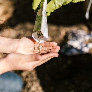 How to Grow Moringa / Drumstick Tree (Moringa oleifera) in Egypt: A Complete Guide