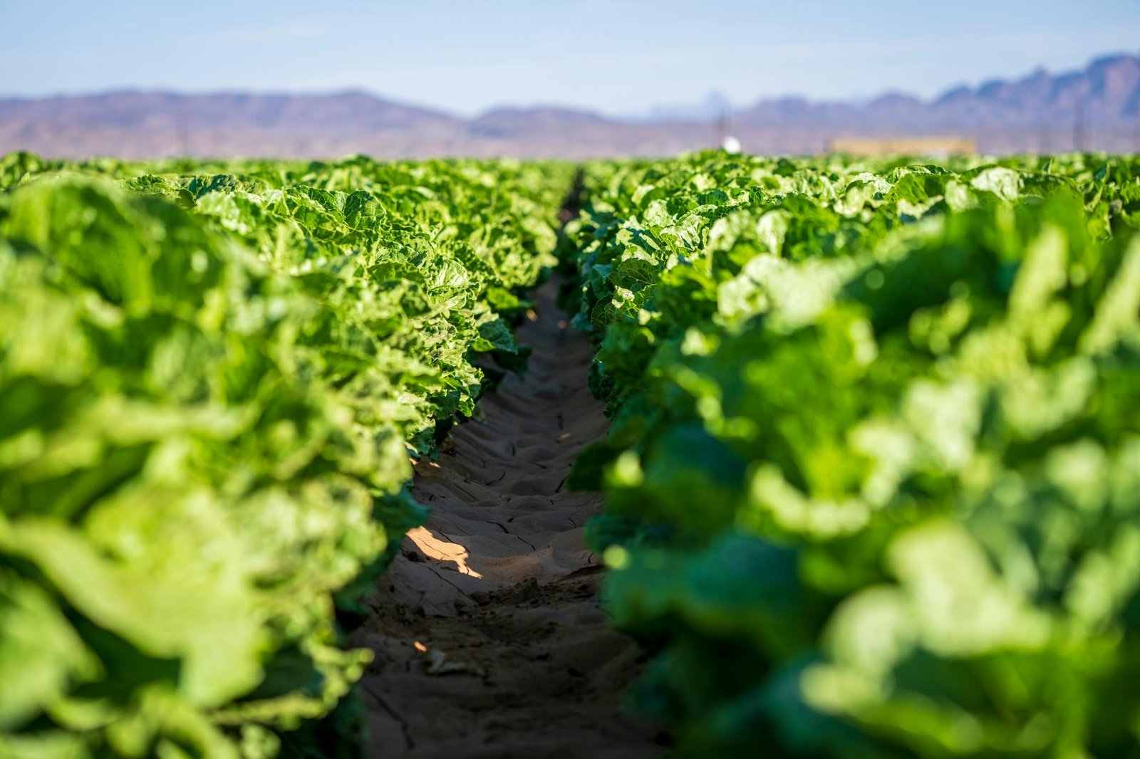 Lettuce farm