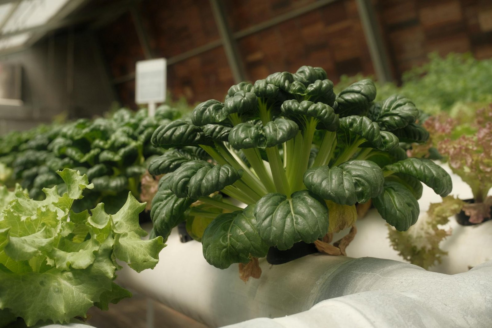 Hydroponically grown lettuce