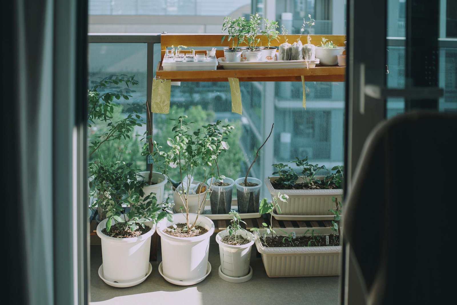 Green leaf garden on the balcony