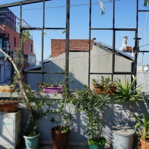 Start a Rooftop Garden