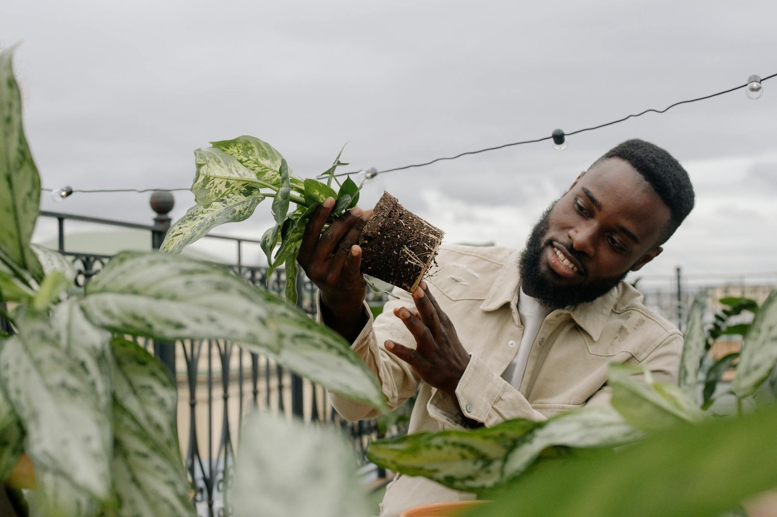 Plants grown on the rooftop