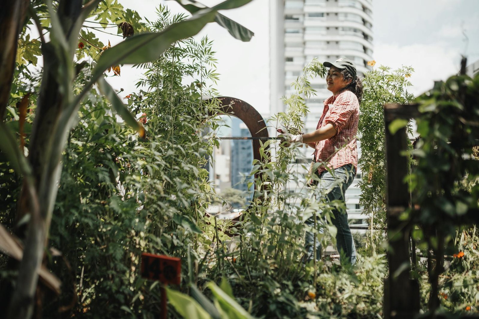 vegetables grown on the roof