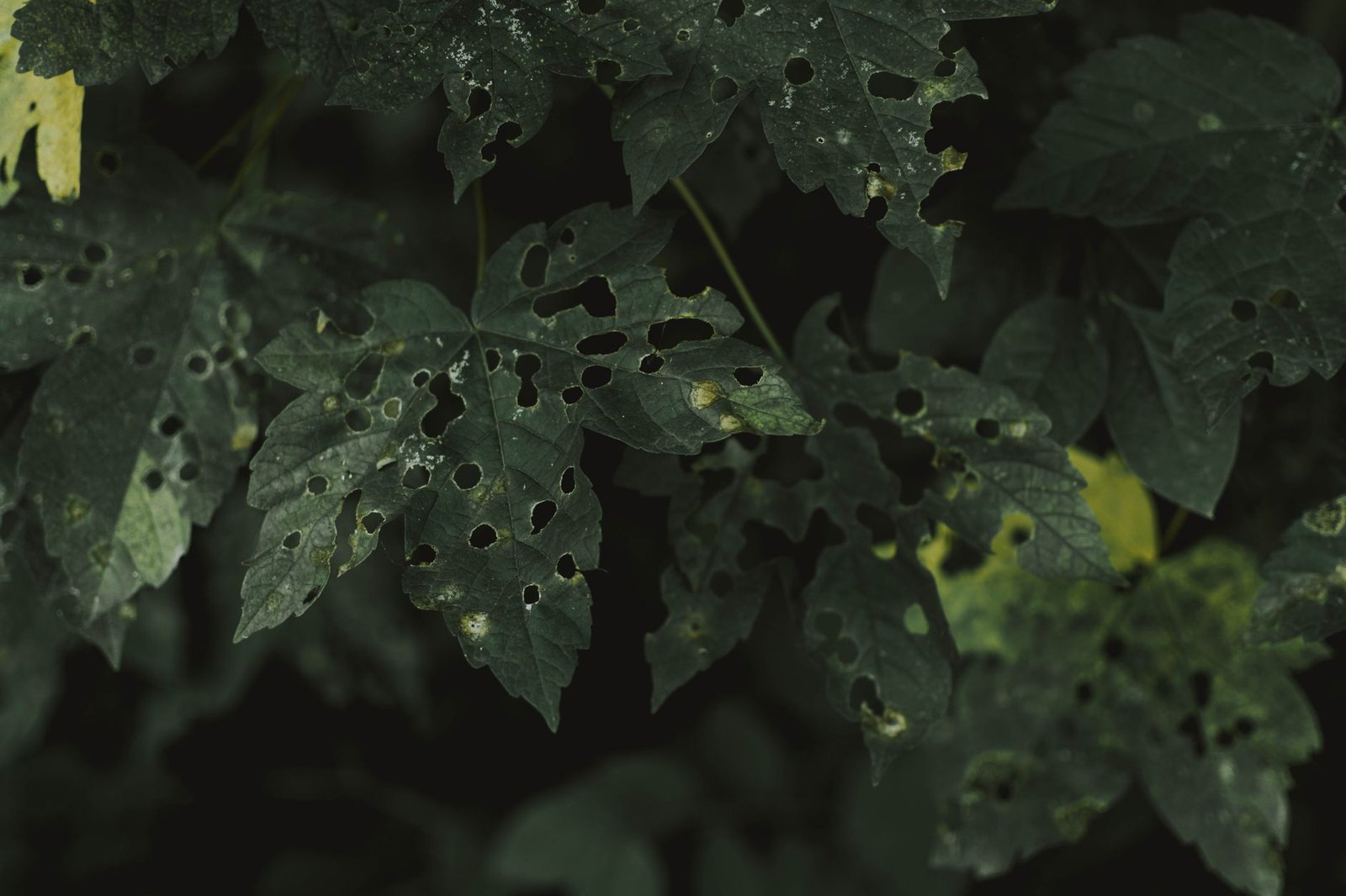 Image of plant leaf diagnosis