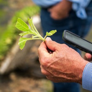 Is Your Plant Sick?