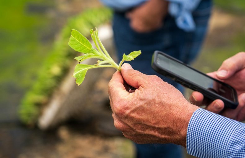 Is Your Plant Sick?