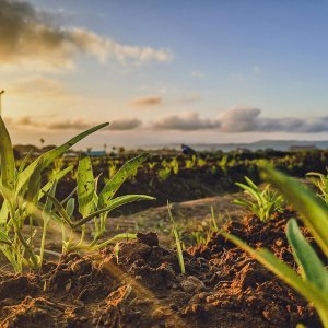 Ideal Soil Moisture