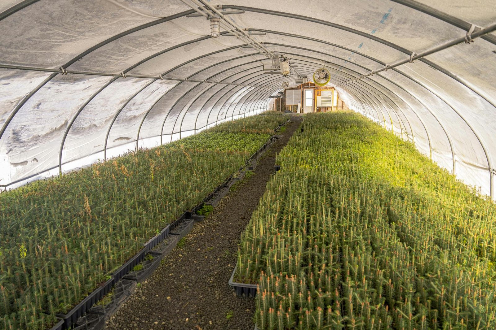 Sweet pepper seedlings in a greenhouse
