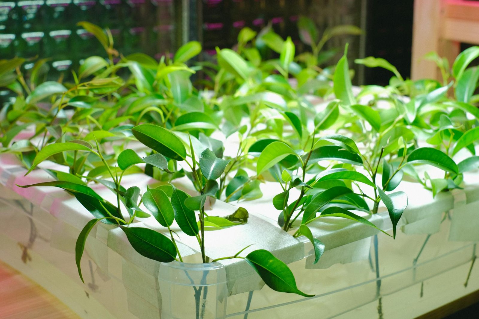 Sweet peppers grown using hydroponics