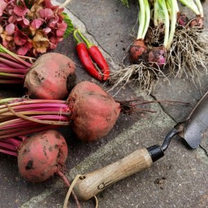 Sweet Pepper: Choosing Seedlings