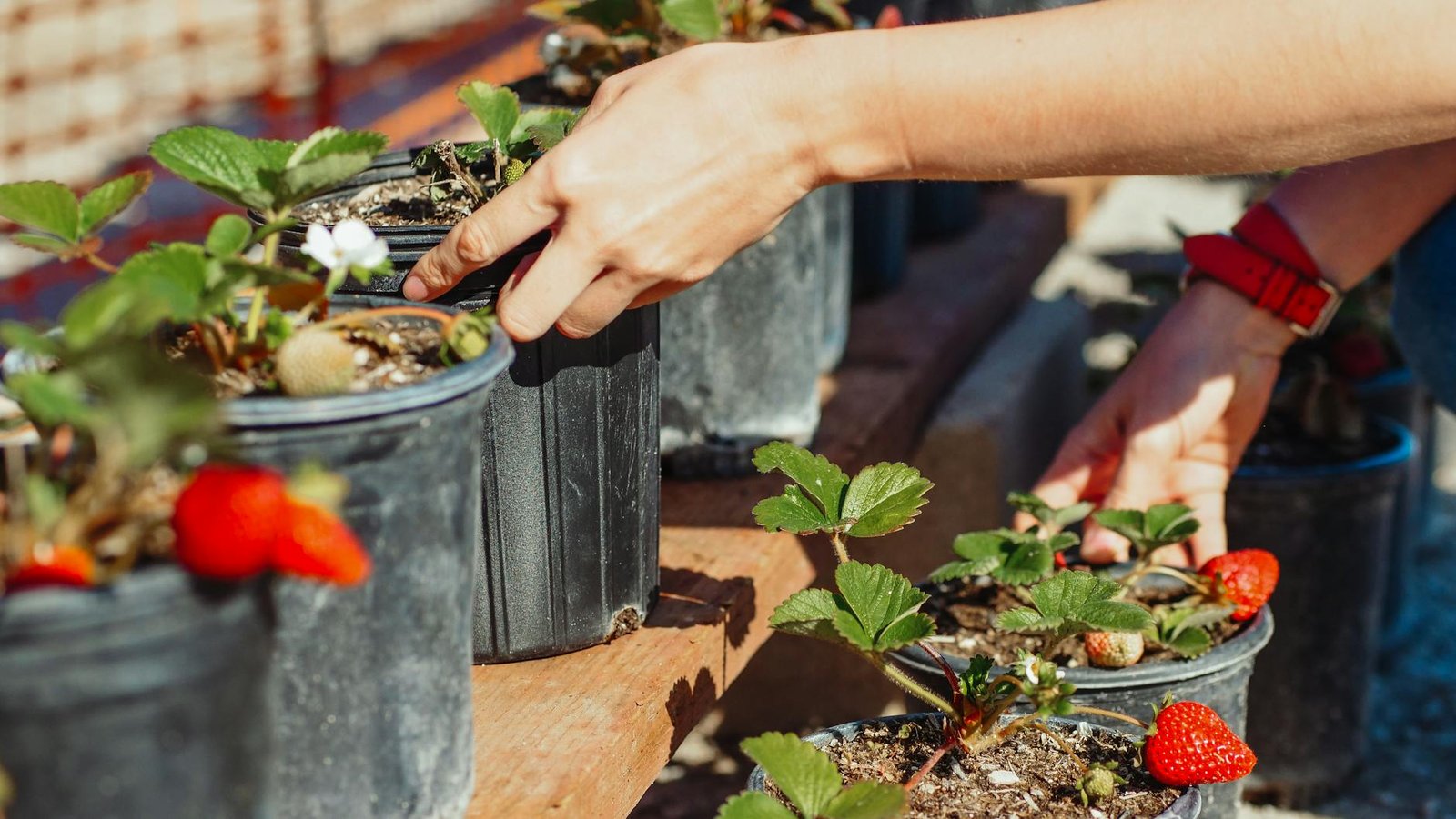 Strawberry plant care