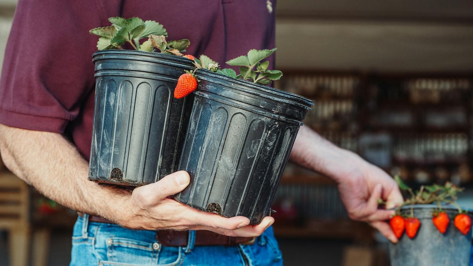 Strawberry plants in pots