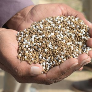 Choosing the Right Seeds