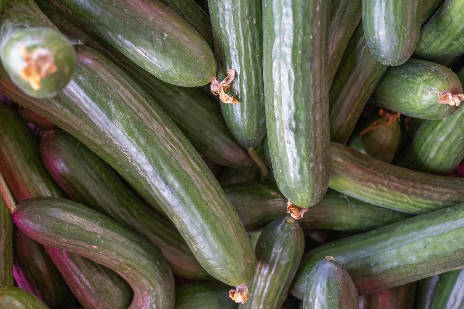 Cucumber planted using hydroponics