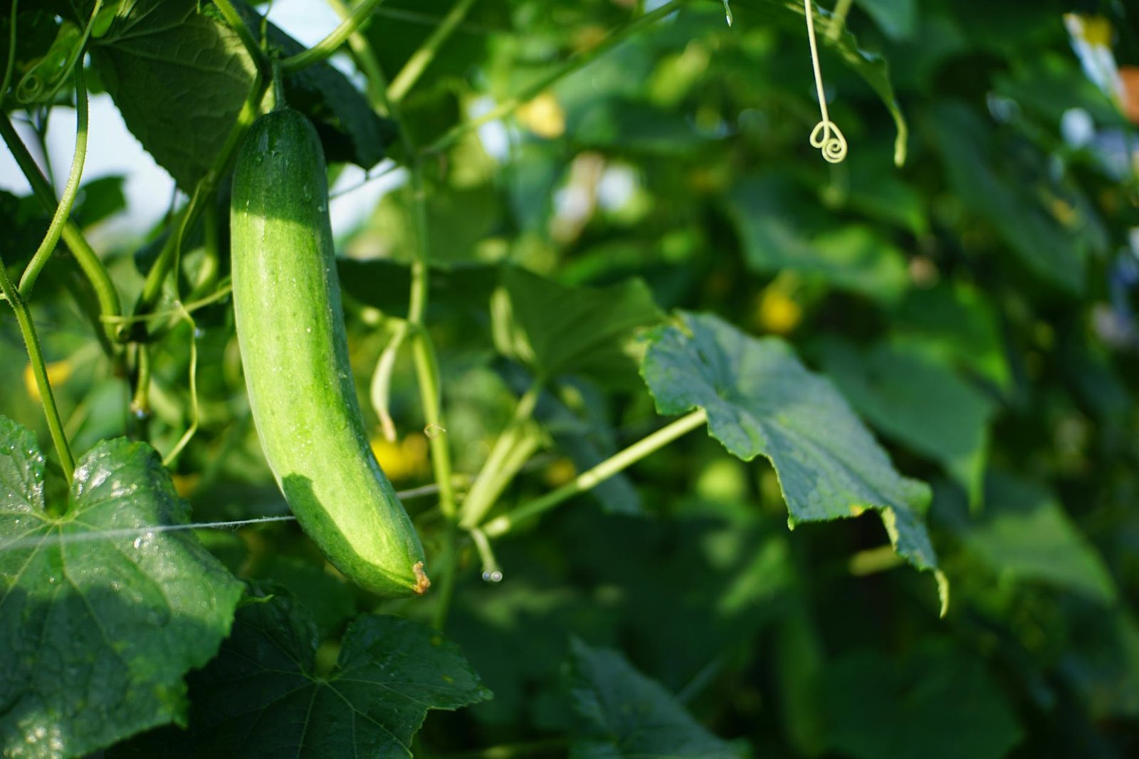 Cucumber planted in a greenhouse
