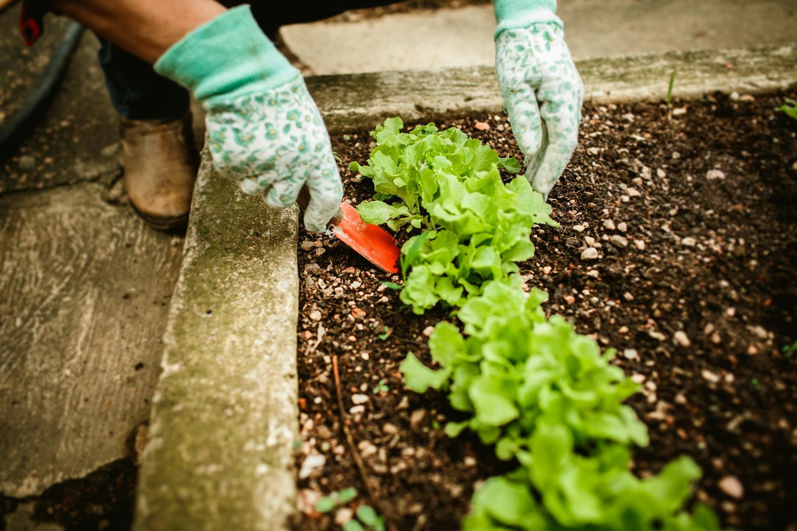 vegetable garden