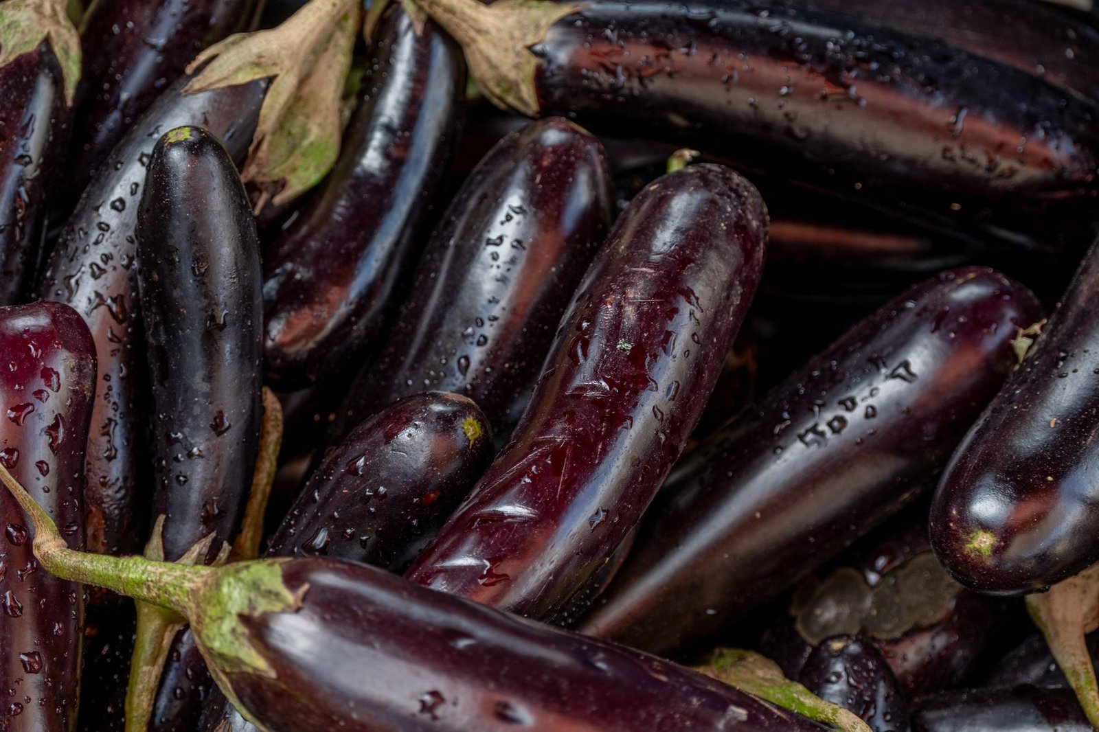 eggplant growth